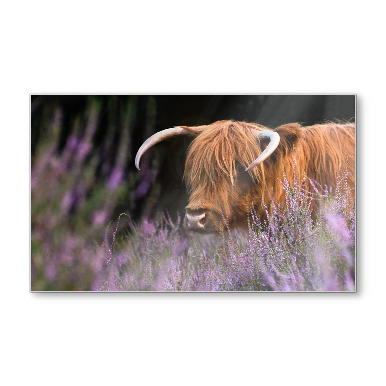 Snijplank - Gehard Glas - Schotse Hooglander Tussen de Bloemen