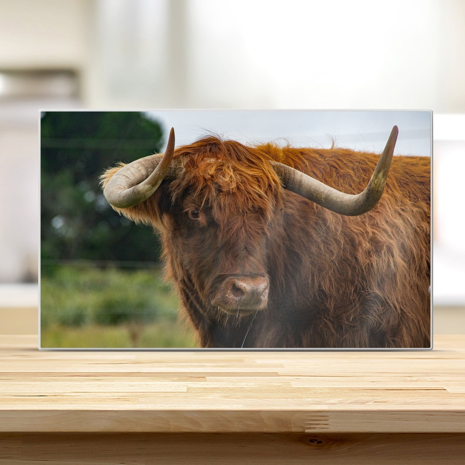 Snijplank - Gehard Glas - Schotse Hooglander in de Natuur