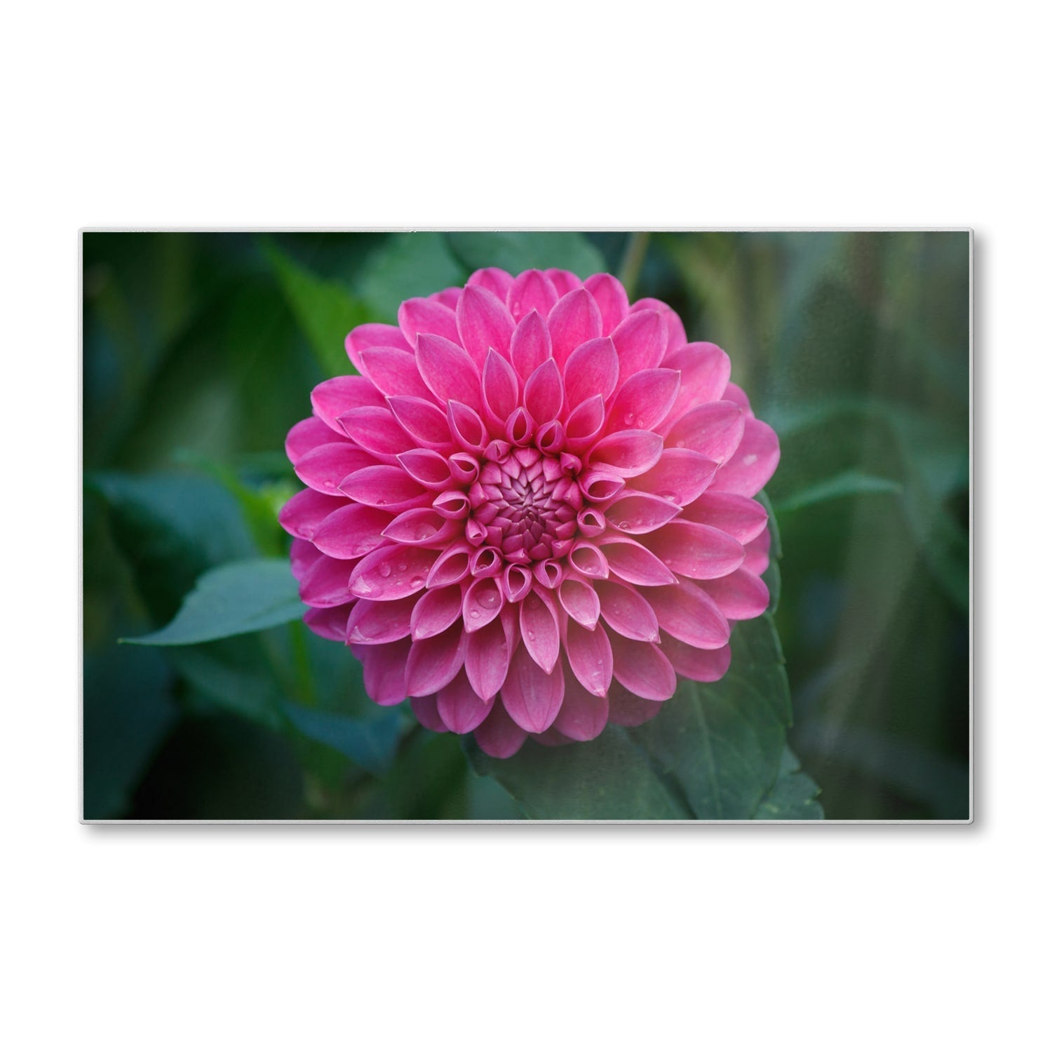 Snijplank - Gehard Glas - Roze Dahlia