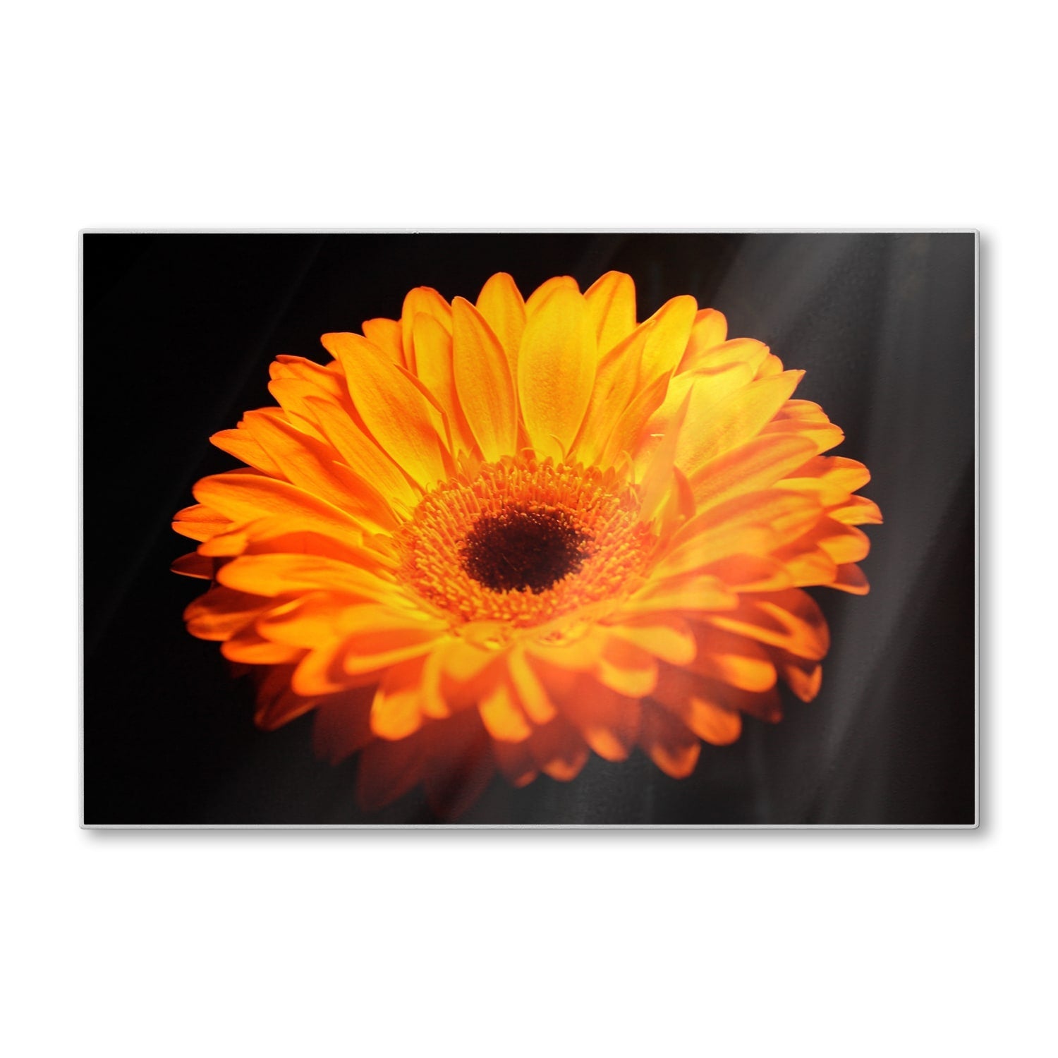 Snijplank - Gehard Glas - Gerbera Jamesonii