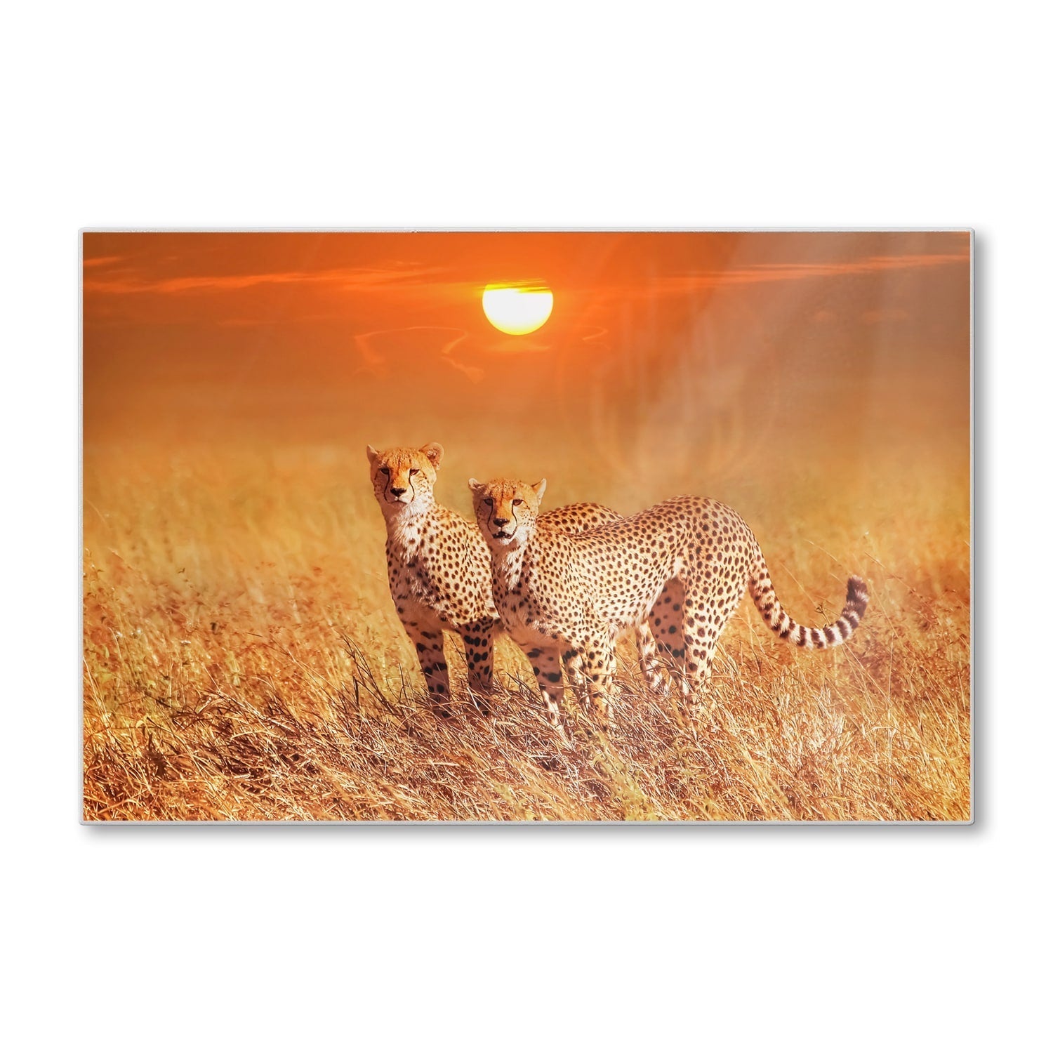 Snijplank - Gehard Glas - Twee Cheetahs