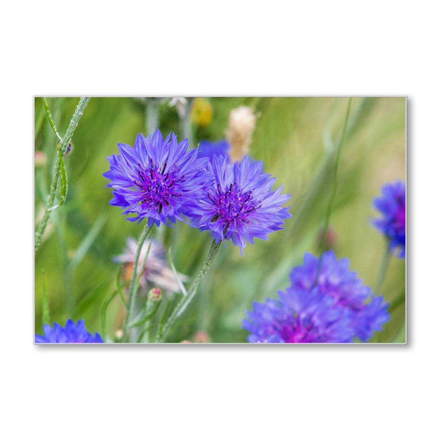 Snijplank - Gehard Glas - Felblauw/paarse Korenbloemen