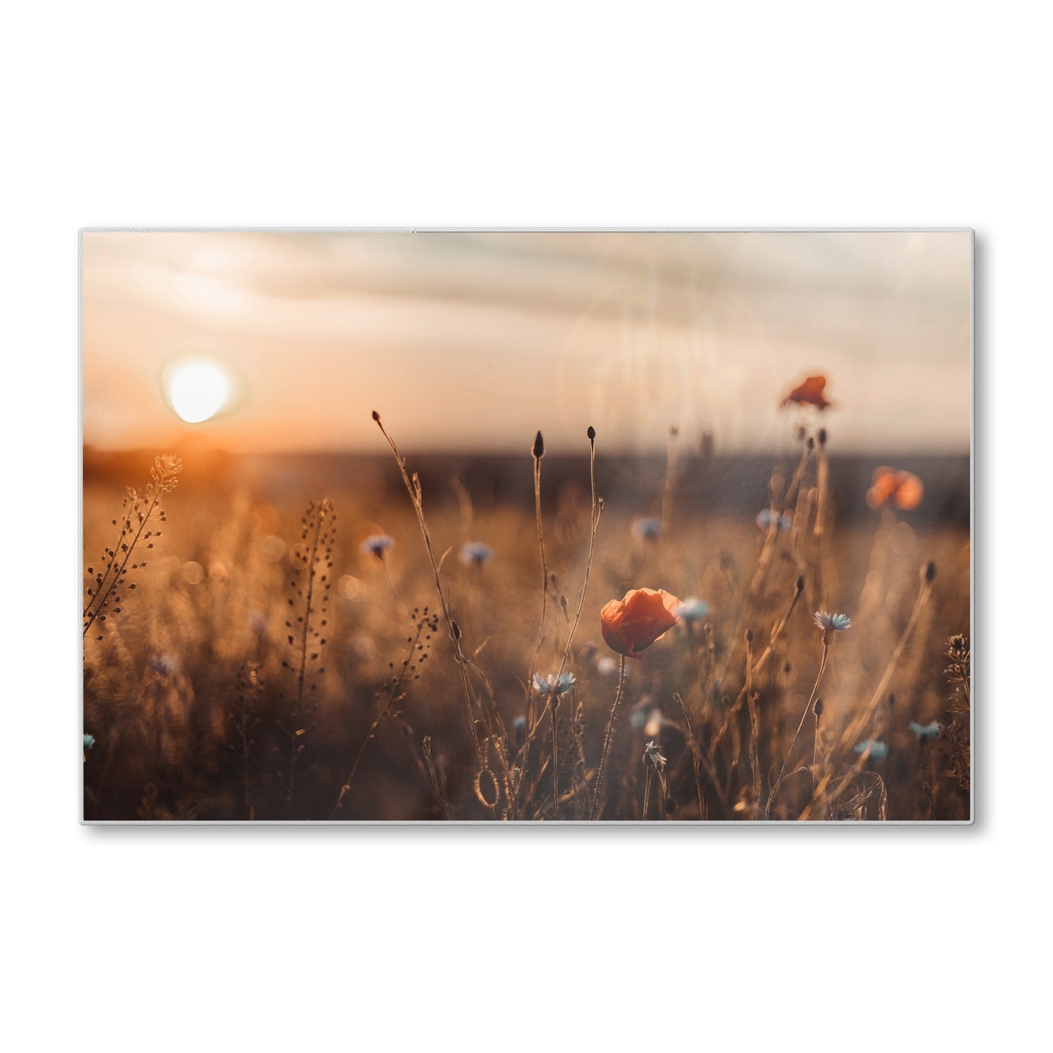 Snijplank - Gehard Glas - Klaprozen in het veld