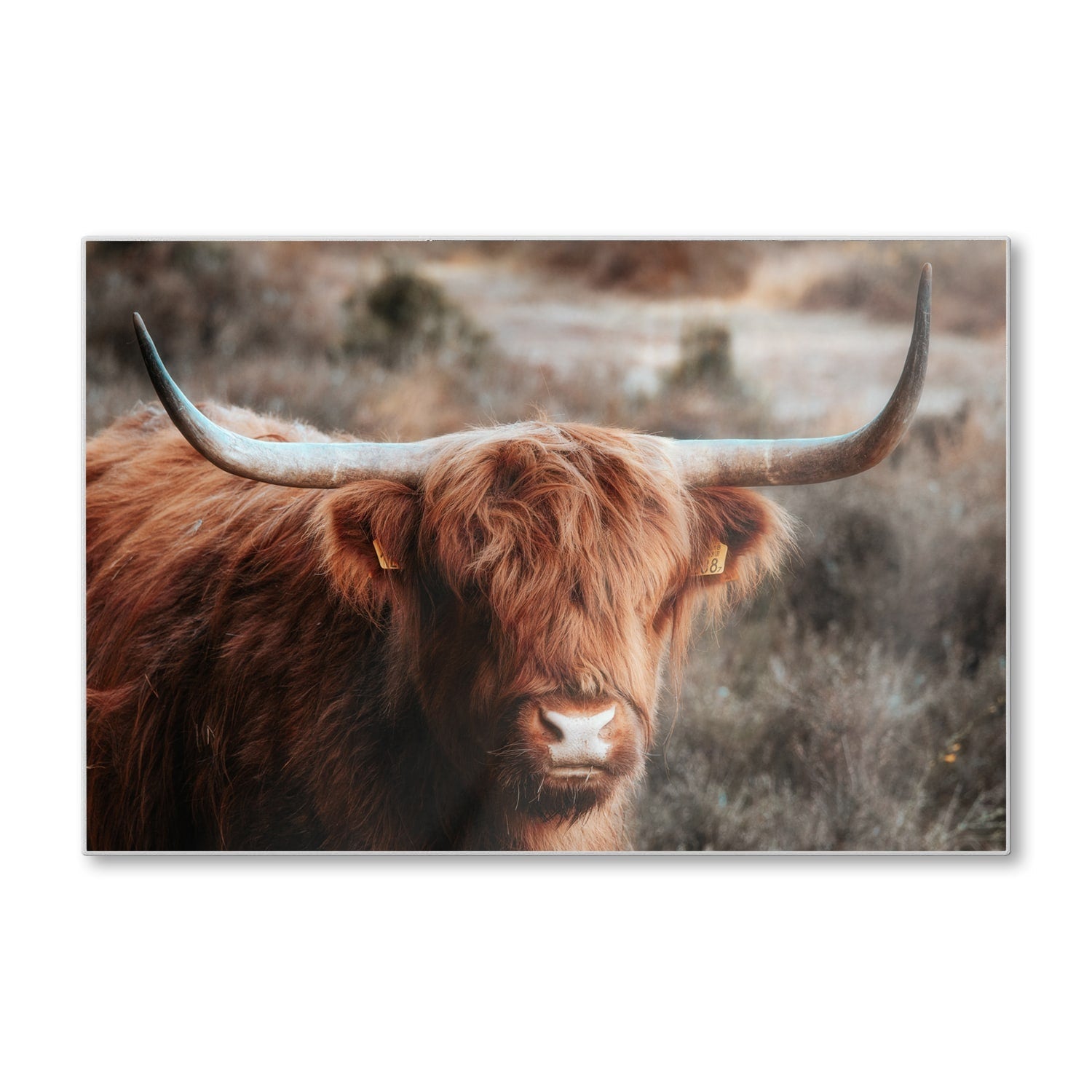 Snijplank - Gehard Glas - Schotse Hooglander in de Wildernis