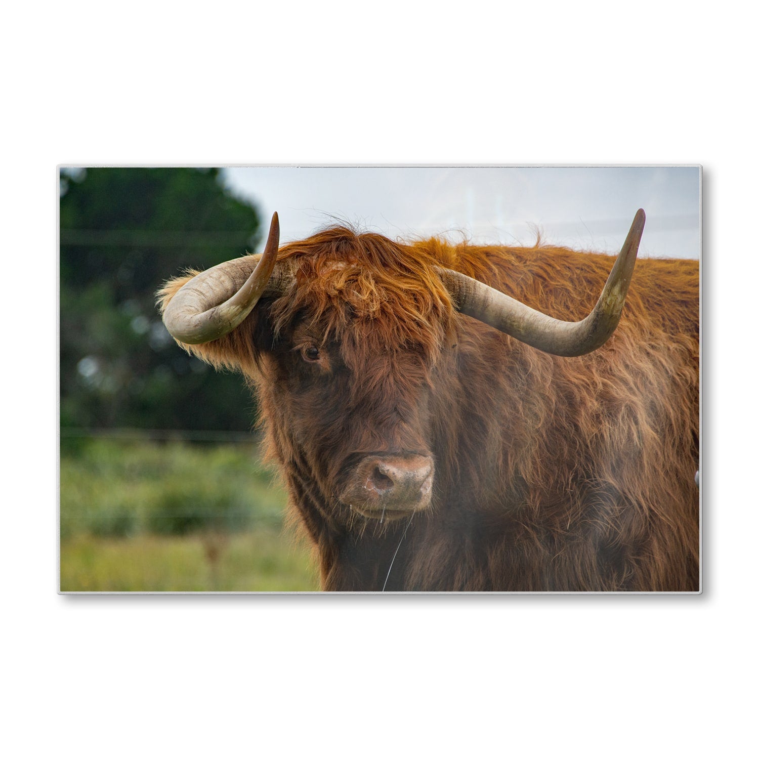 Snijplank - Gehard Glas - Schotse Hooglander in de Natuur