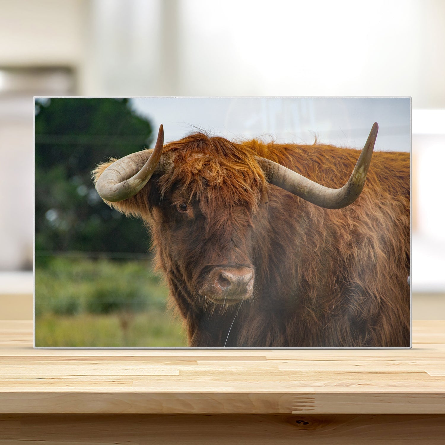 Snijplank - Gehard Glas - Schotse Hooglander in de Natuur