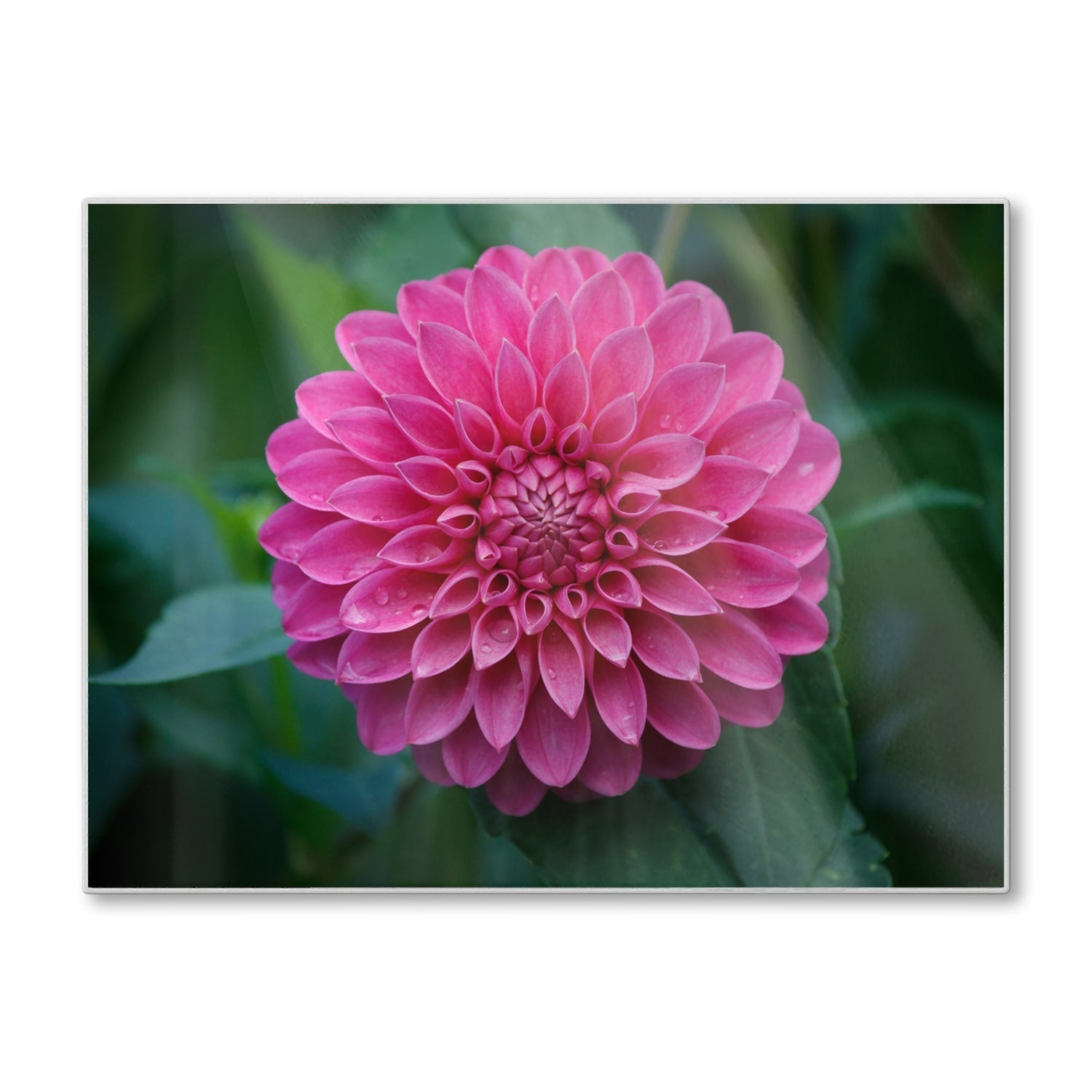 Snijplank - Gehard Glas - Roze Dahlia