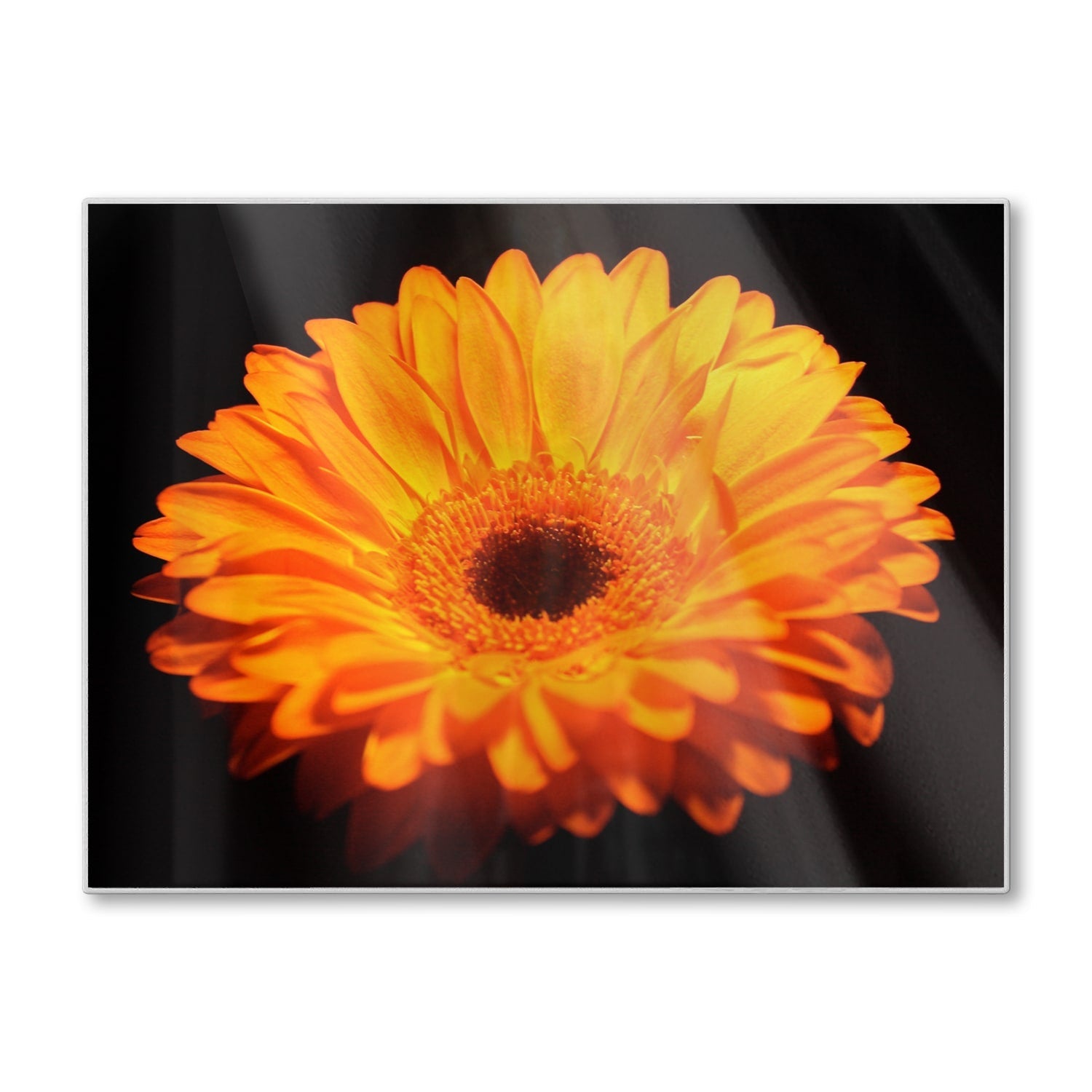 Snijplank - Gehard Glas - Gerbera Jamesonii