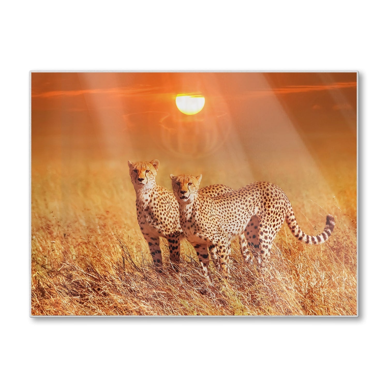 Snijplank - Gehard Glas - Twee Cheetahs