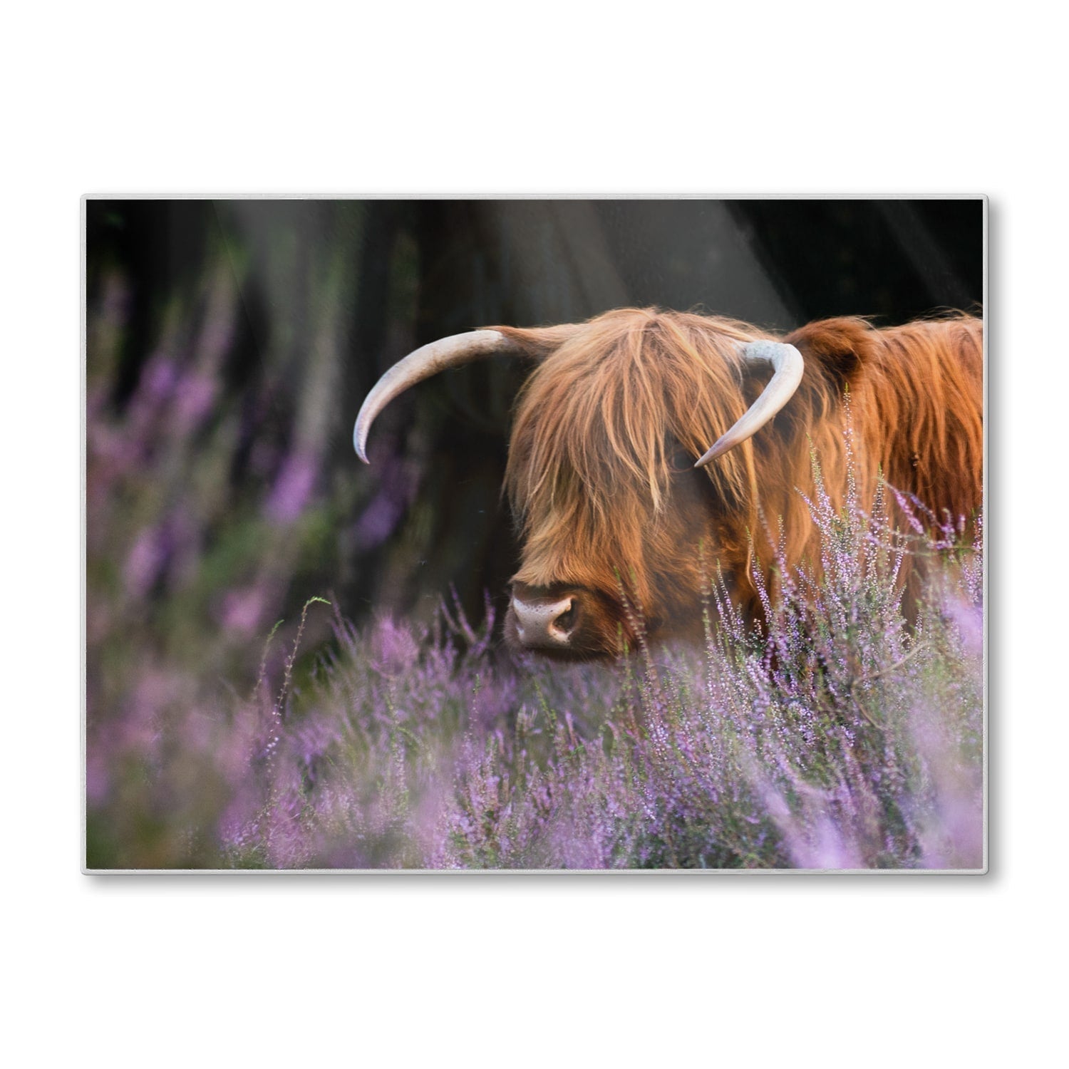 Snijplank - Gehard Glas - Schotse Hooglander Tussen de Bloemen