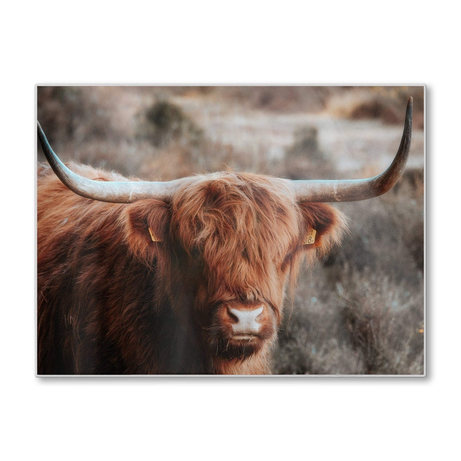 Snijplank - Gehard Glas - Schotse Hooglander in de Wildernis