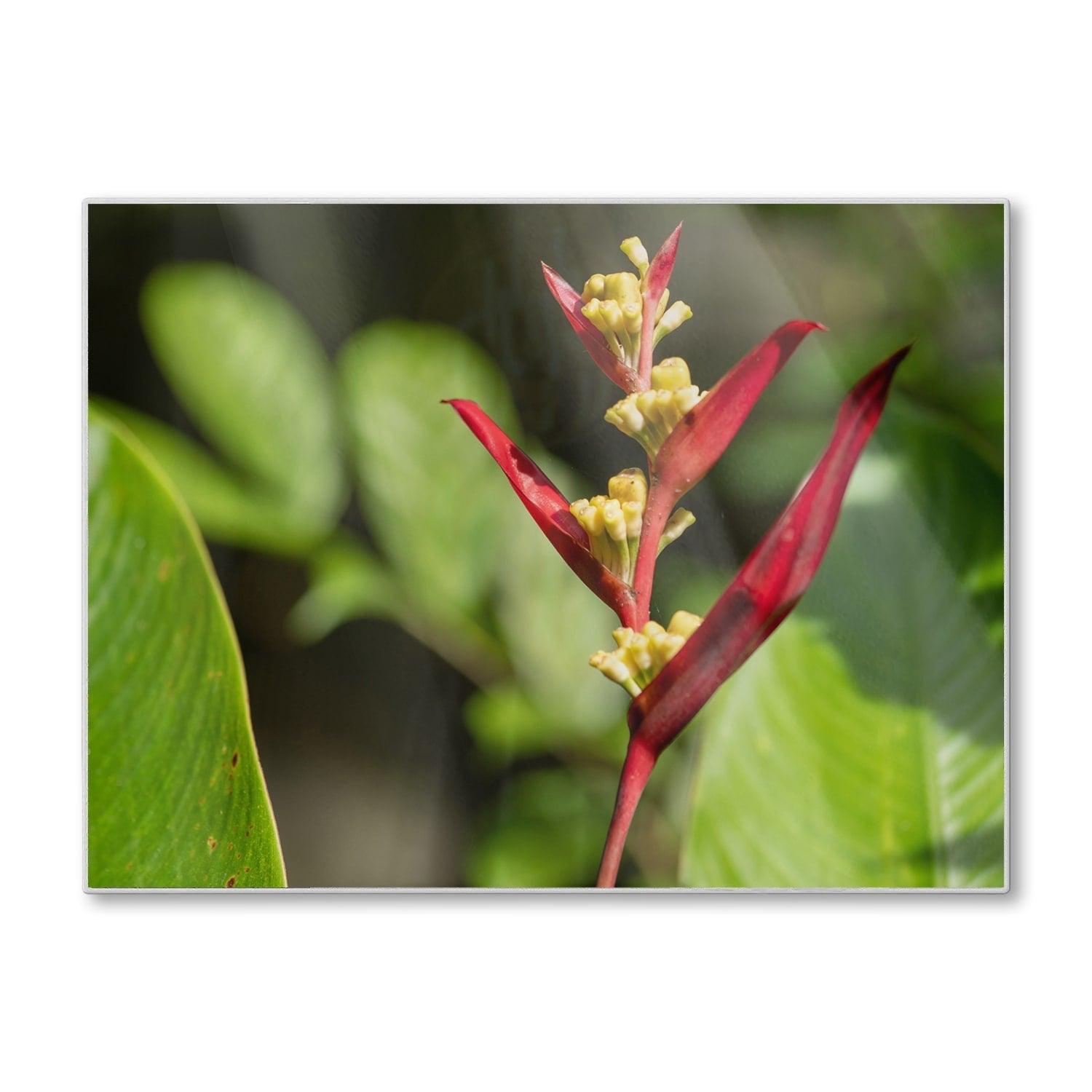 Snijplank - Gehard Glas - Heliconia Collinsiana