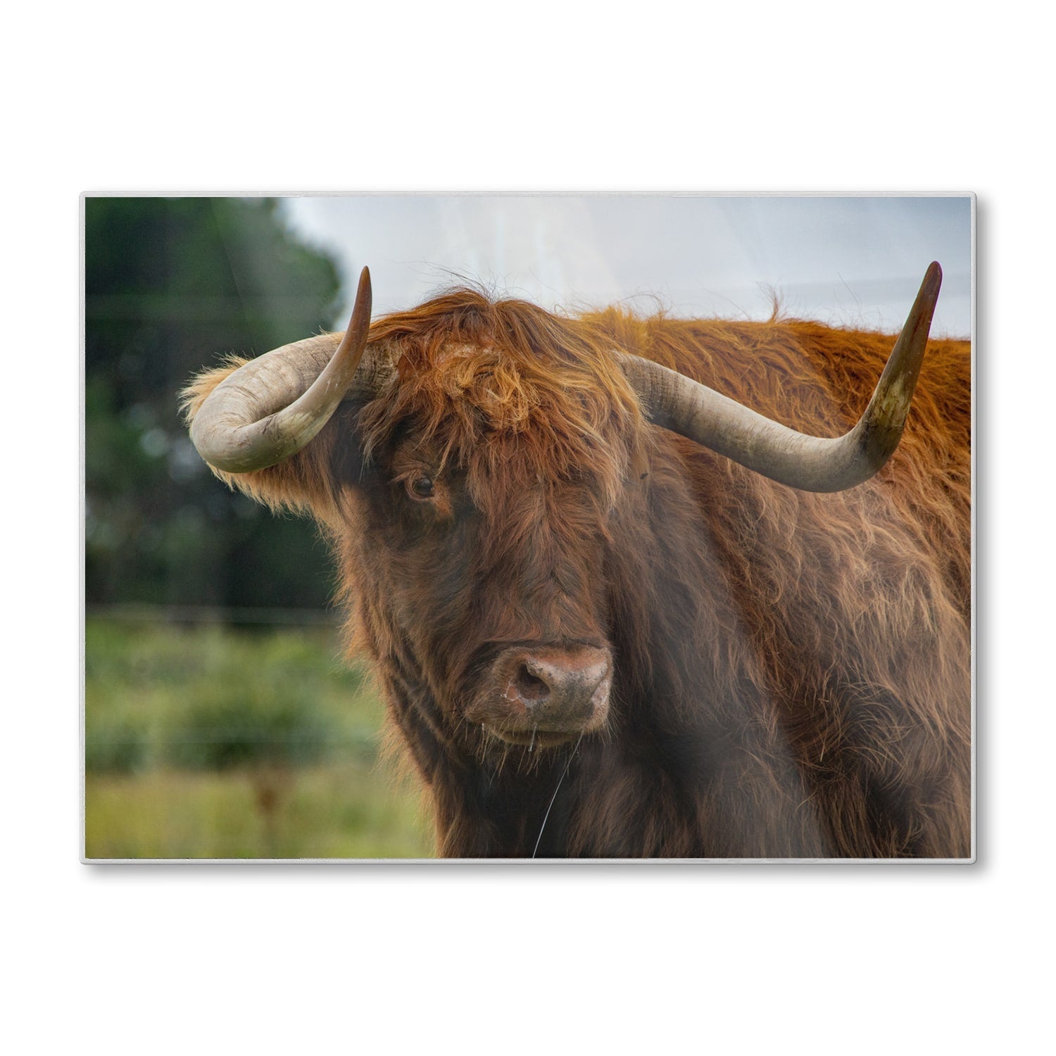 Snijplank - Gehard Glas - Schotse Hooglander in de Natuur