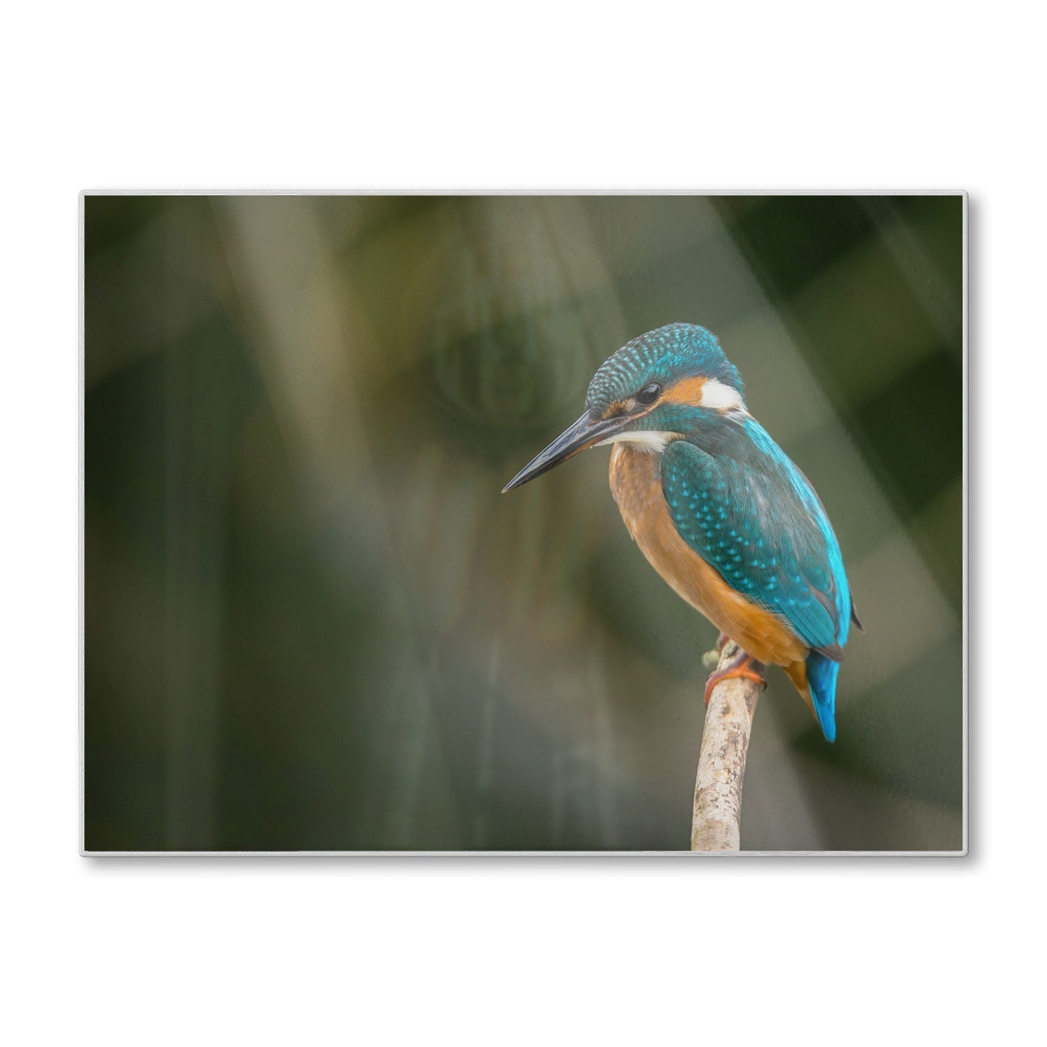 Snijplank - Gehard Glas - Kleurrijke ijsvogel