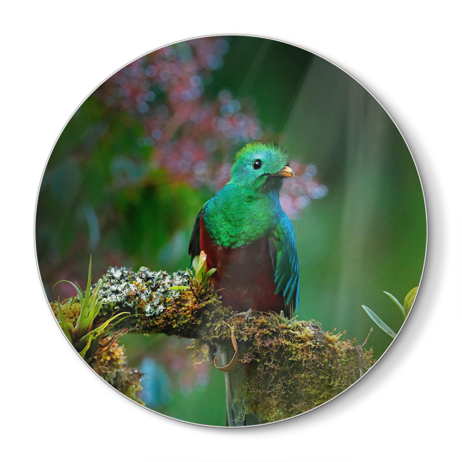 Snijplank Rond - Gehard Glas - Quetzal Vogel