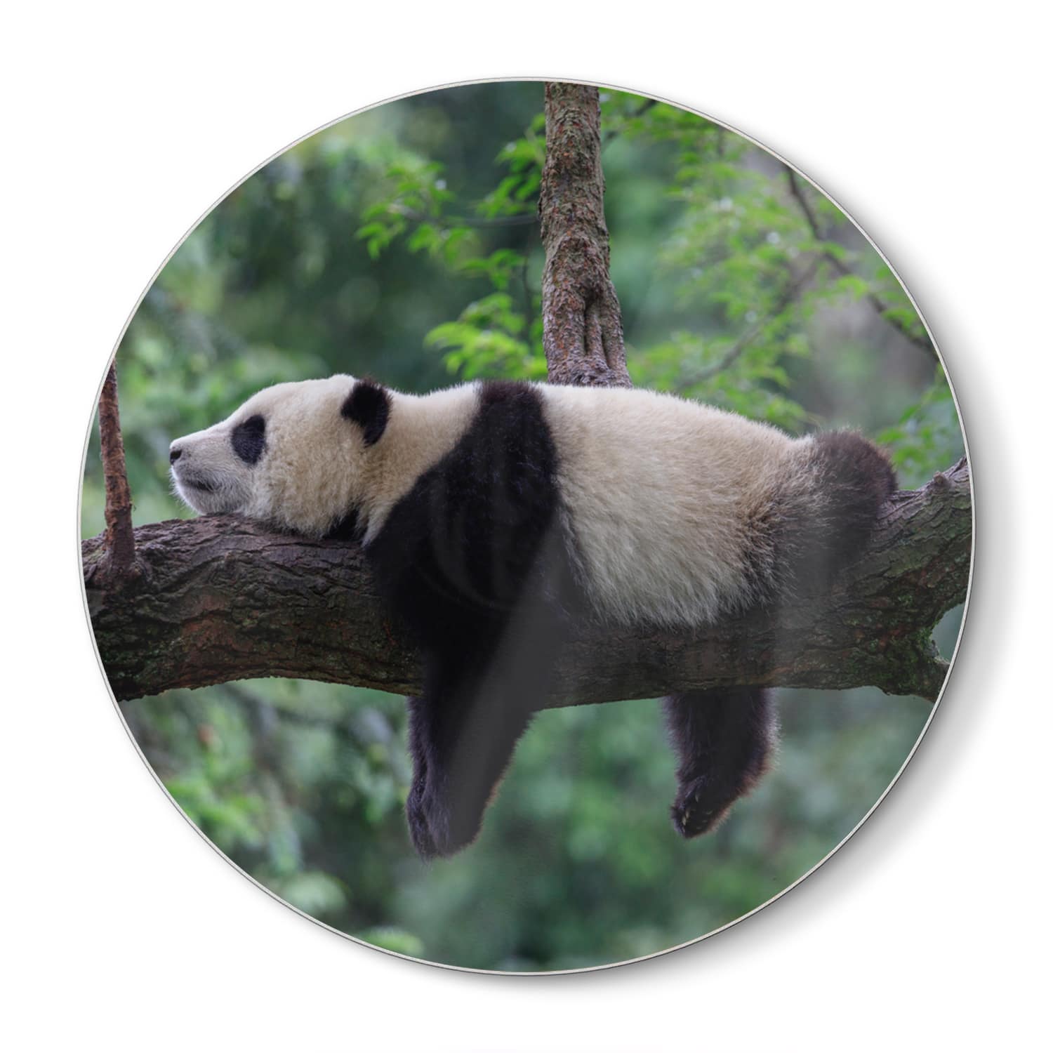 Snijplank Rond - Gehard Glas - Panda