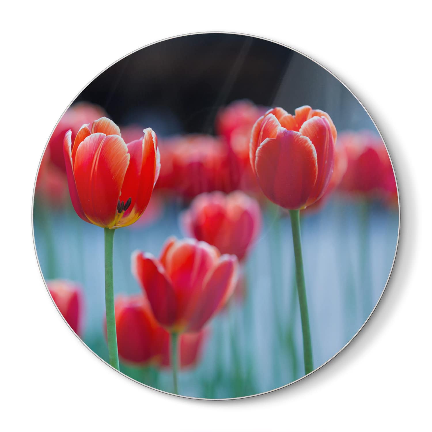 Snijplank Rond - Gehard Glas - Rode Tulpen