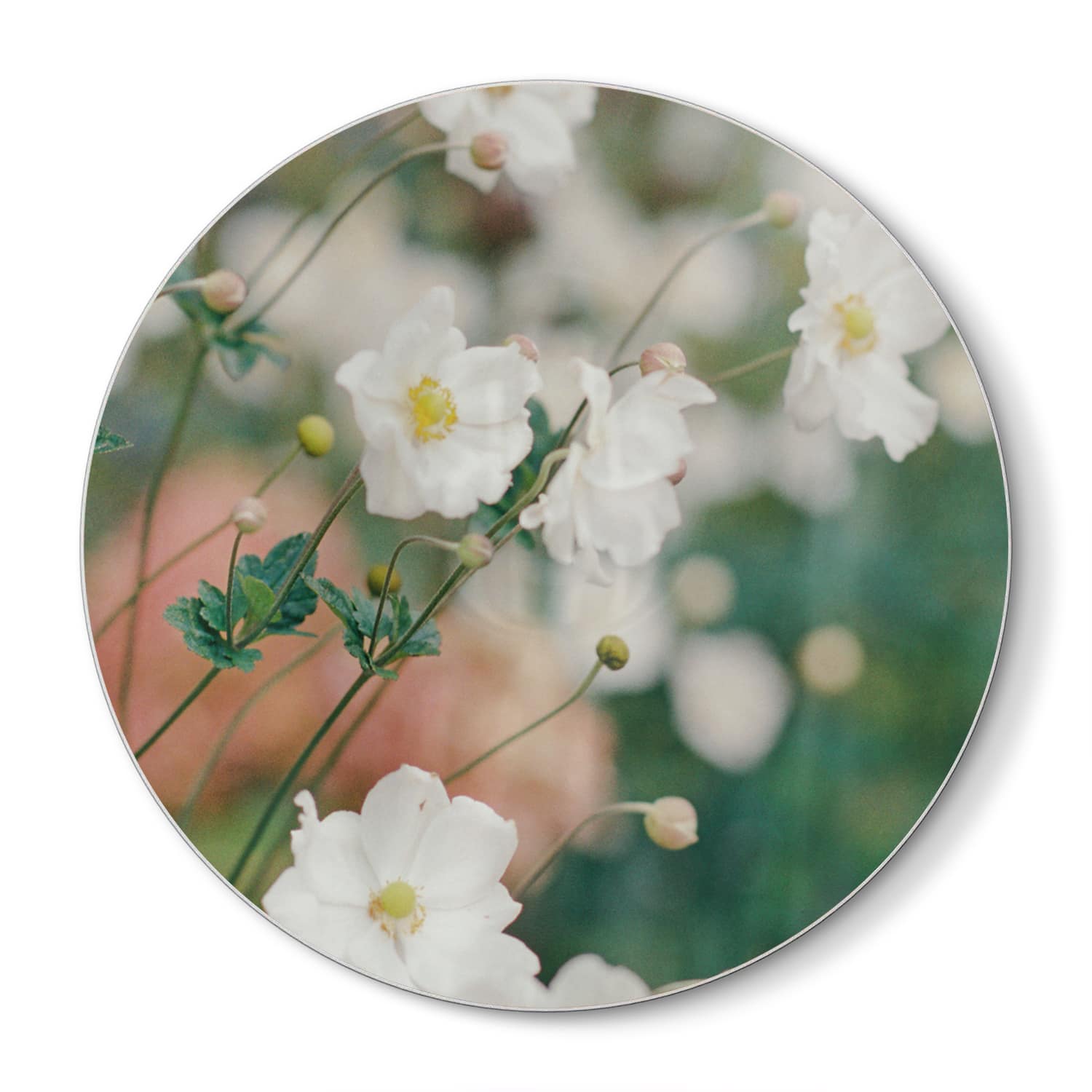 Snijplank Rond - Gehard Glas - Witte Bloemen In De Tuin