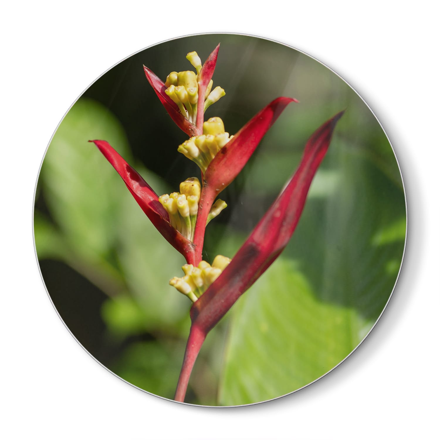 Snijplank Rond - Gehard Glas - Heliconia Collinsiana