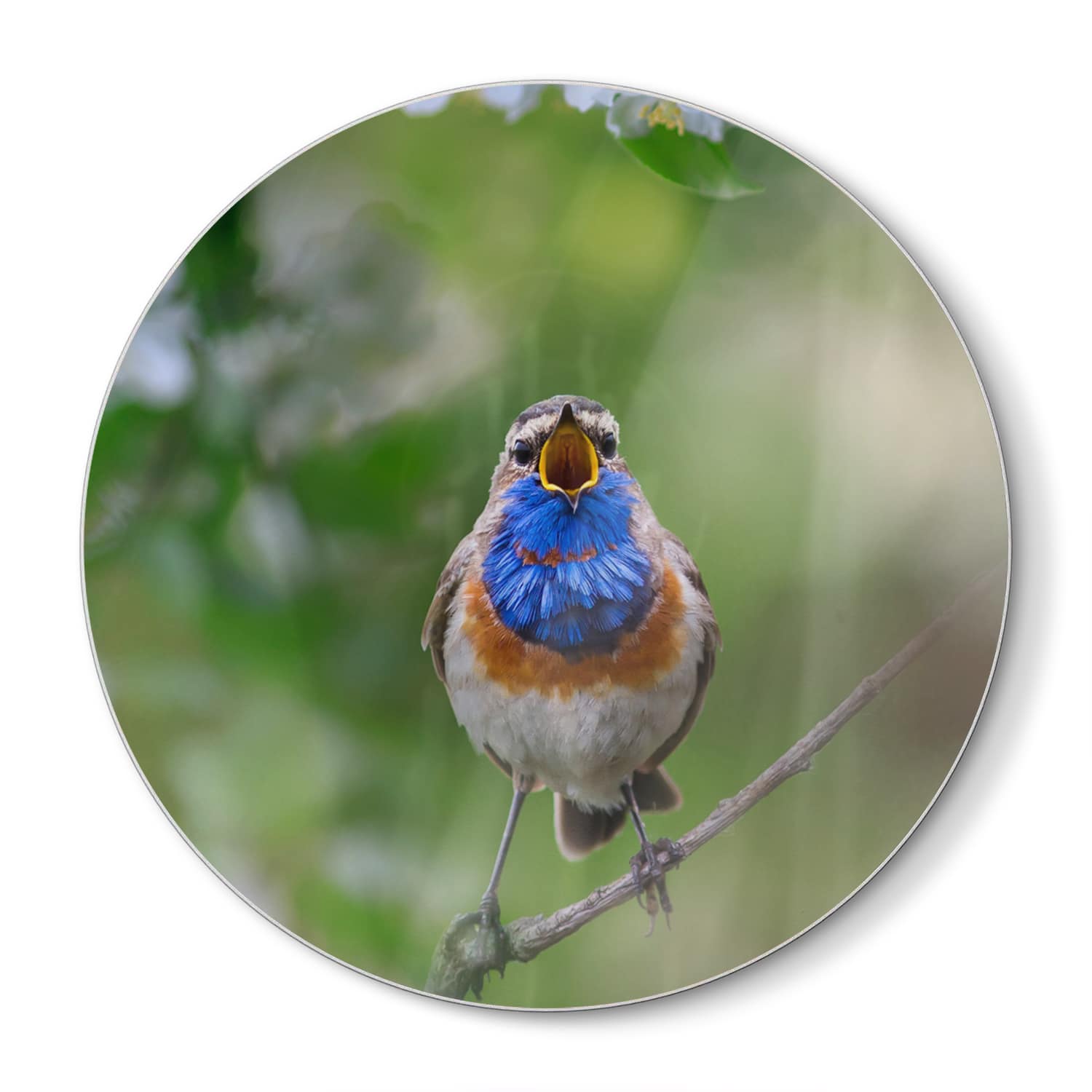 Snijplank Rond - Gehard Glas - Schattige Blauwborst