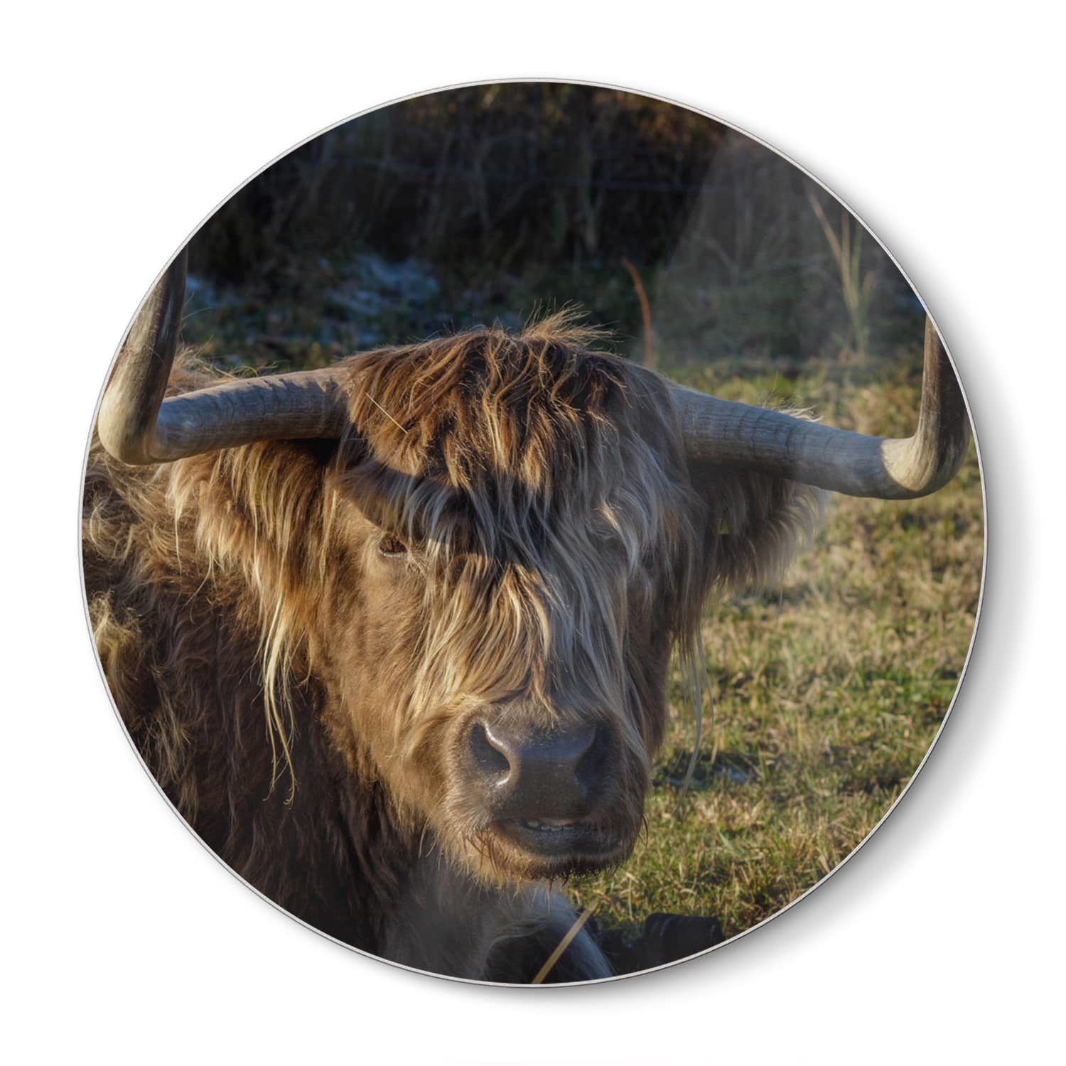 Snijplank Rond - Gehard Glas - Schotse Hooglander in de Zon