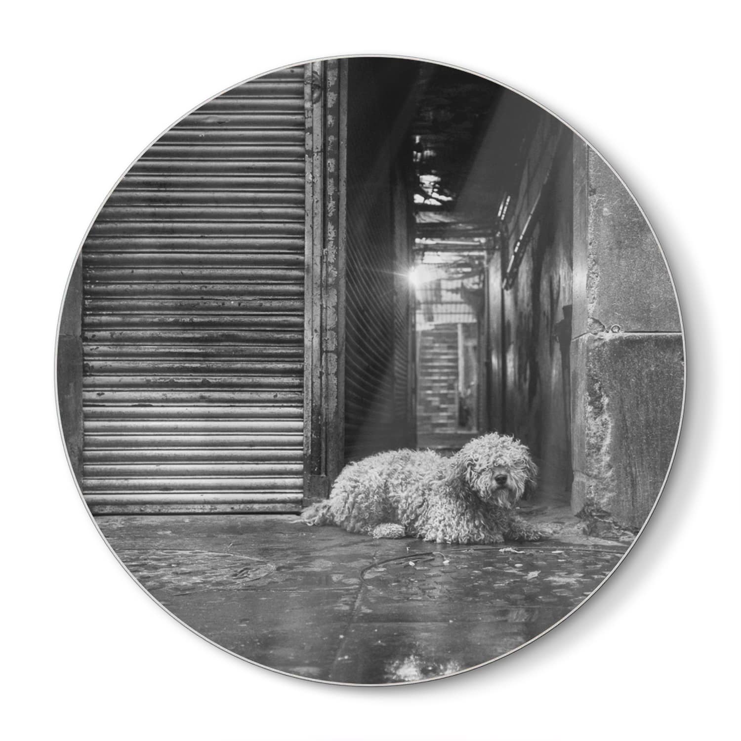 Snijplank Rond - Gehard Glas - Zwart-Wit Hond op Straat