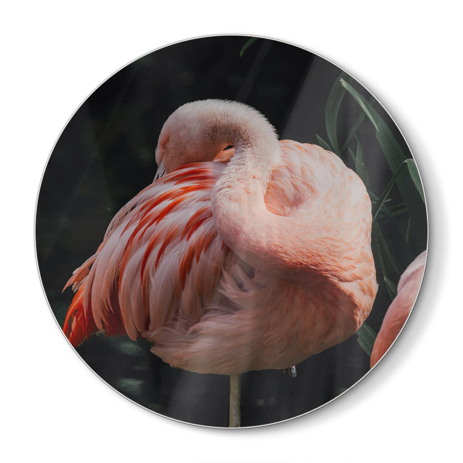 Snijplank Rond - Gehard Glas - Flamingo in de Natuur