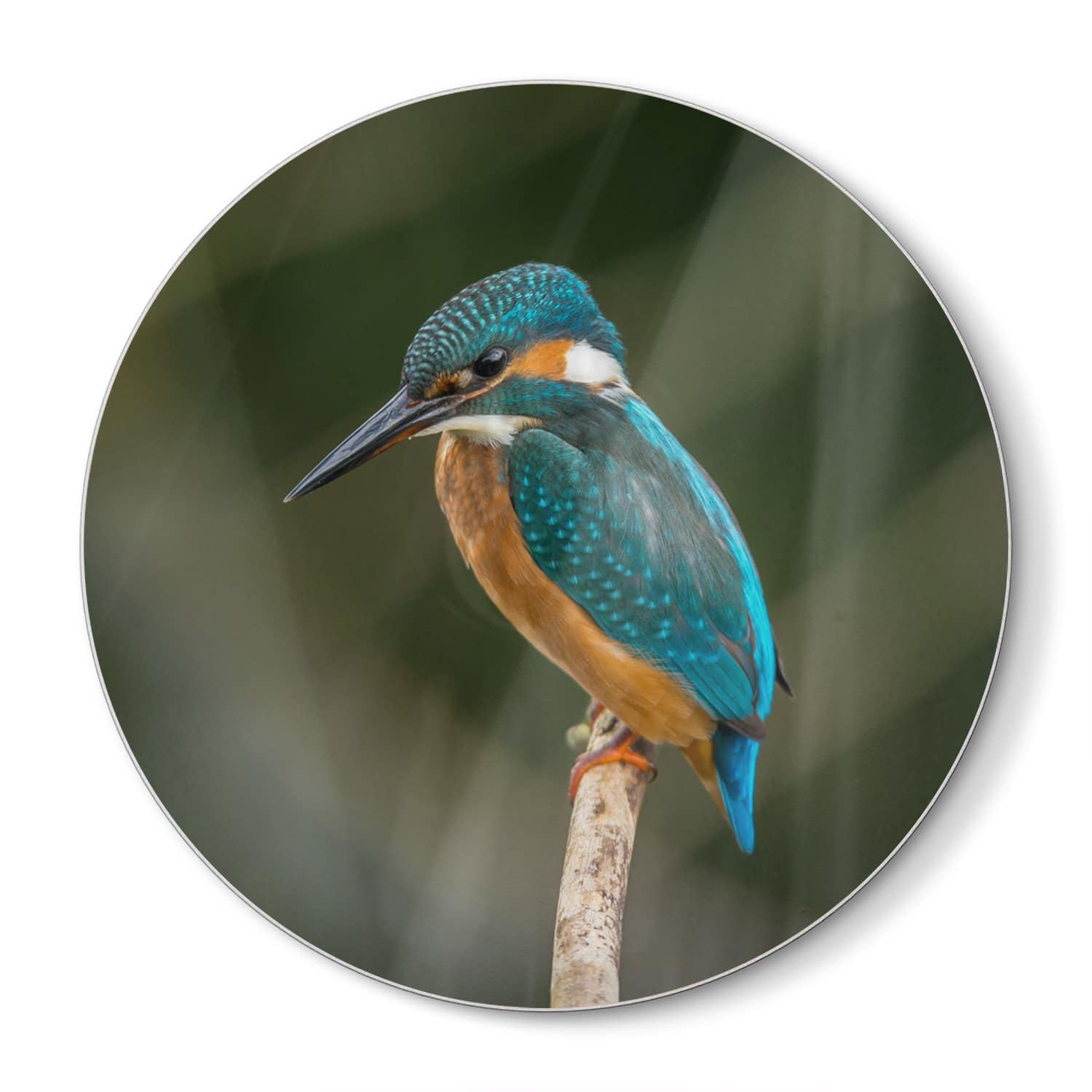 Snijplank Rond - Gehard Glas - Kleurrijke ijsvogel