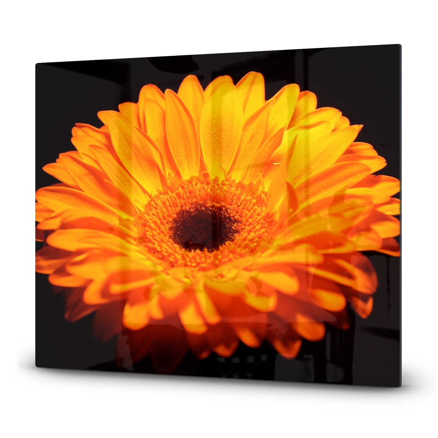 Inductiebeschermer - Gehard Glas - Gerbera Jamesonii