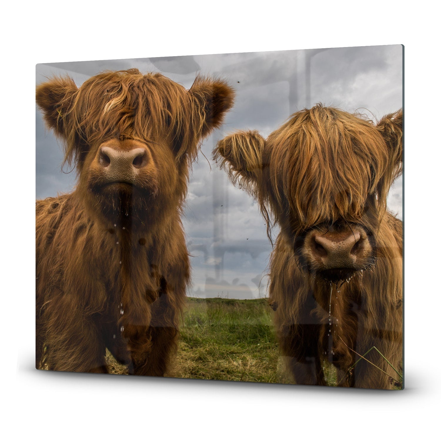 Inductiebeschermer - Gehard Glas - Twee Schotse Hooglanders