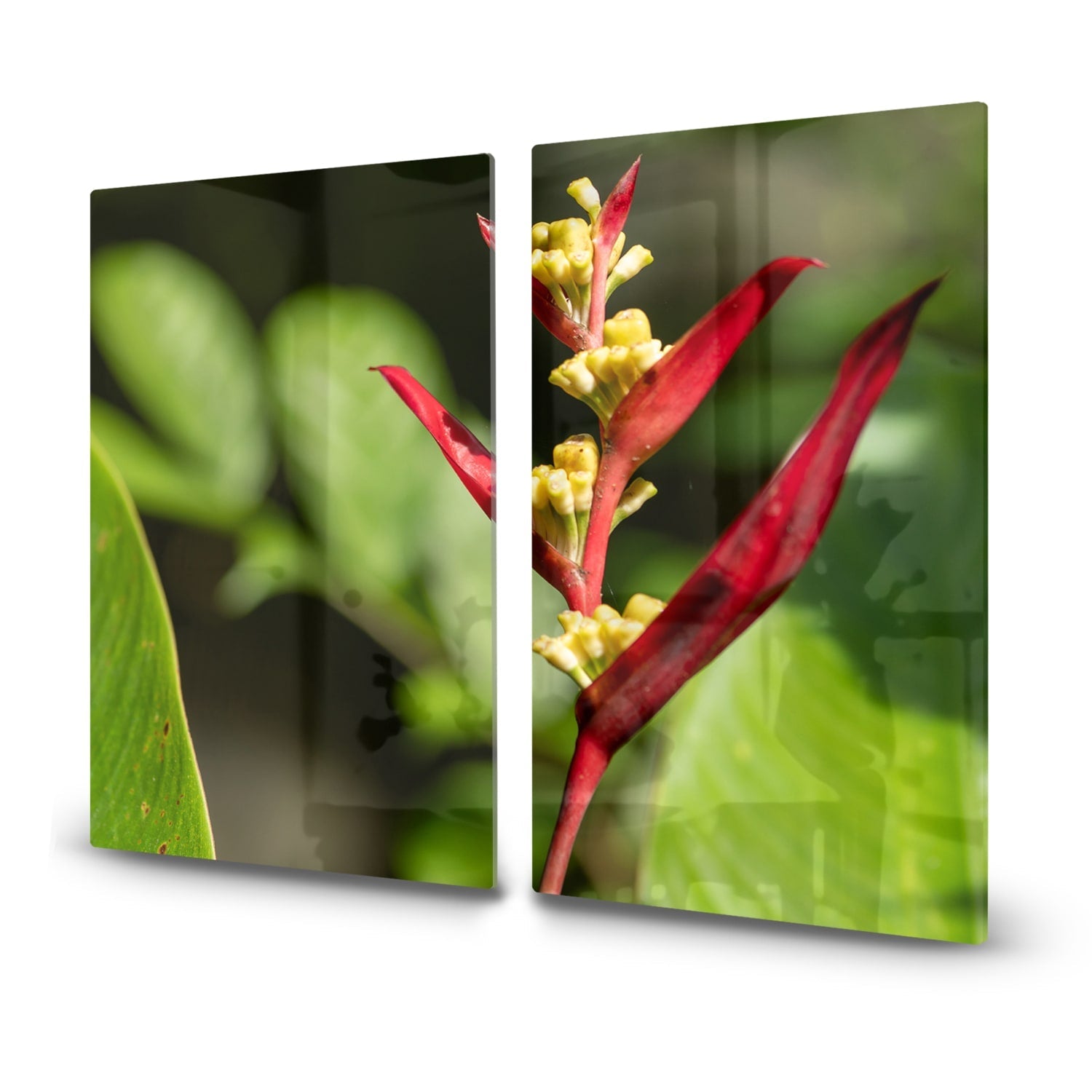 Inductiebeschermer - Gehard Glas - Heliconia Collinsiana