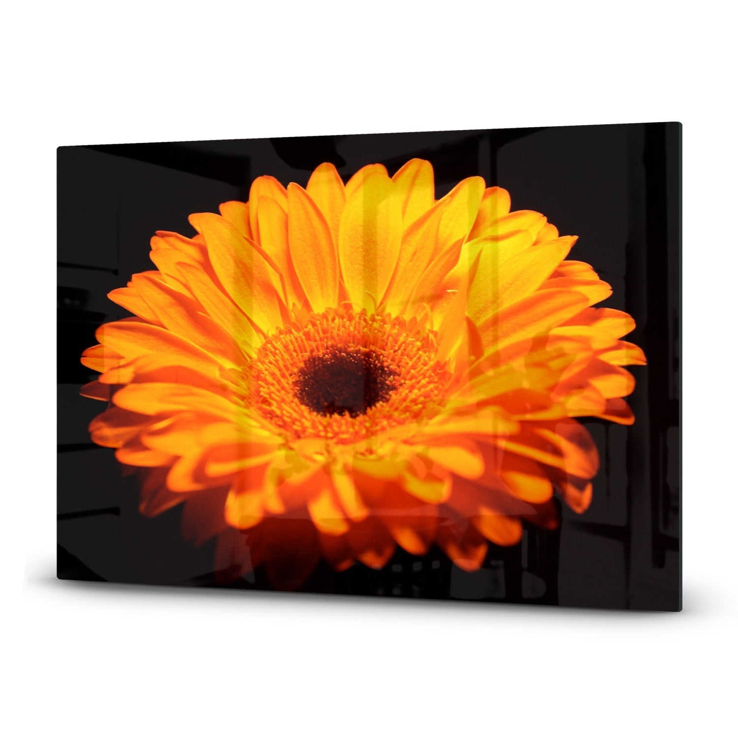 Inductiebeschermer - Gehard Glas - Gerbera Jamesonii