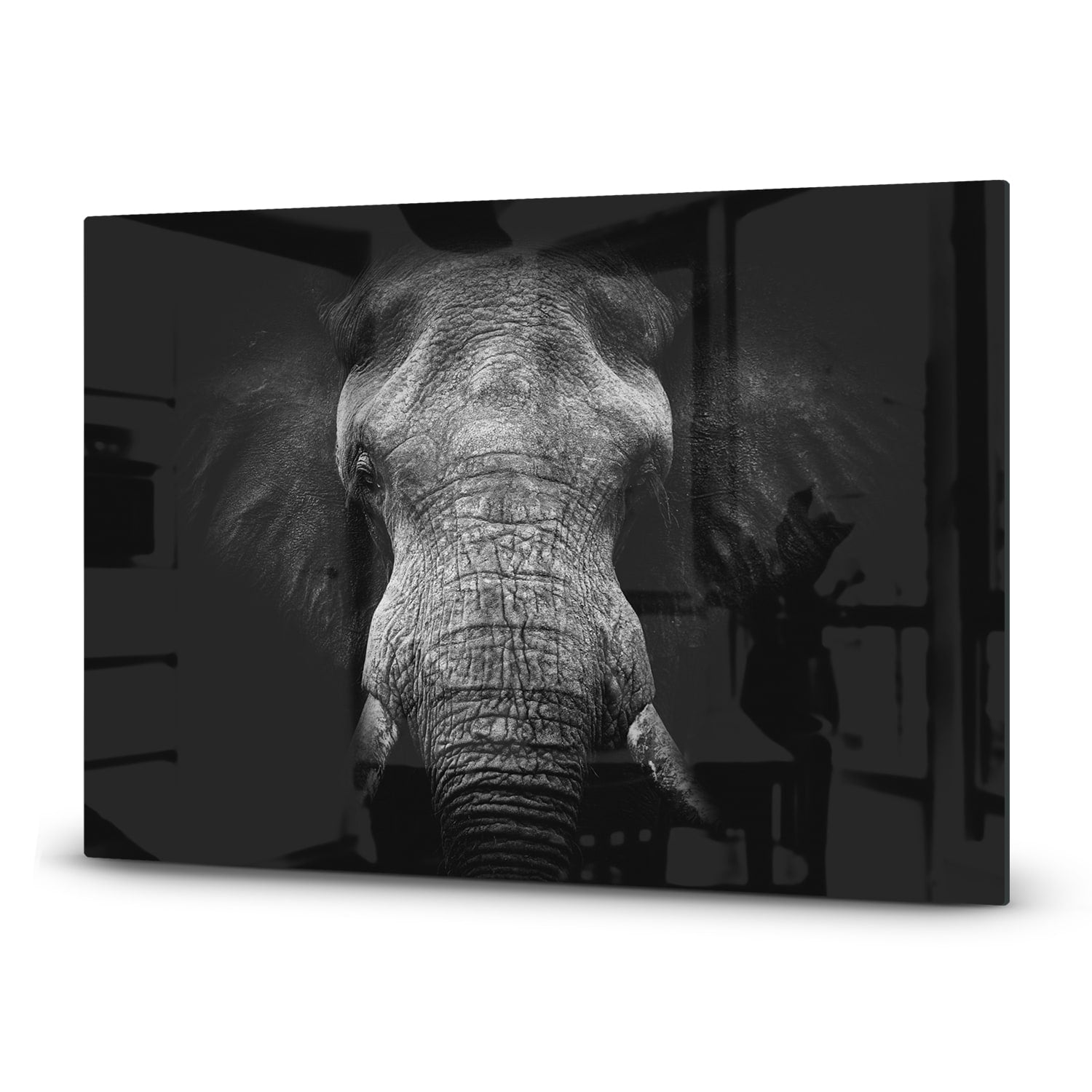 Inductiebeschermer - Gehard Glas - Olifant in zwart/wit