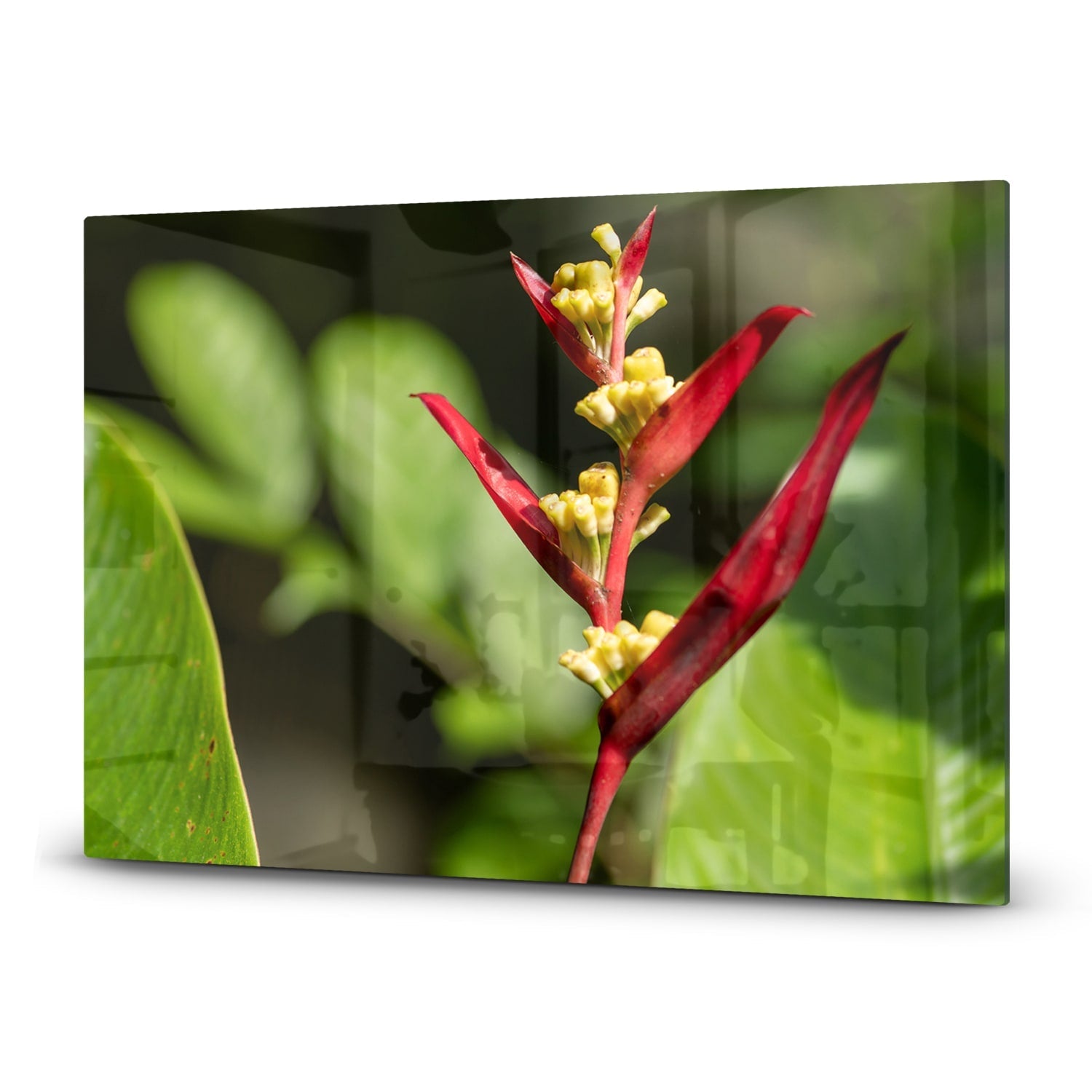 Inductiebeschermer - Gehard Glas - Heliconia Collinsiana