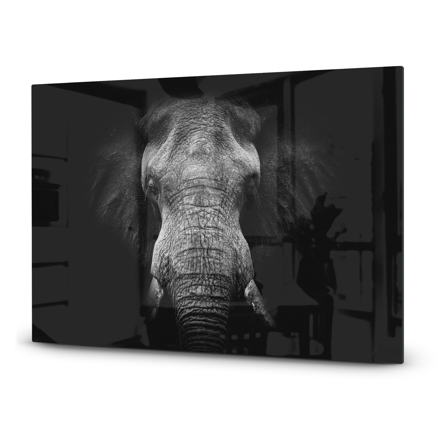 Inductiebeschermer - Gehard Glas - Olifant in zwart/wit