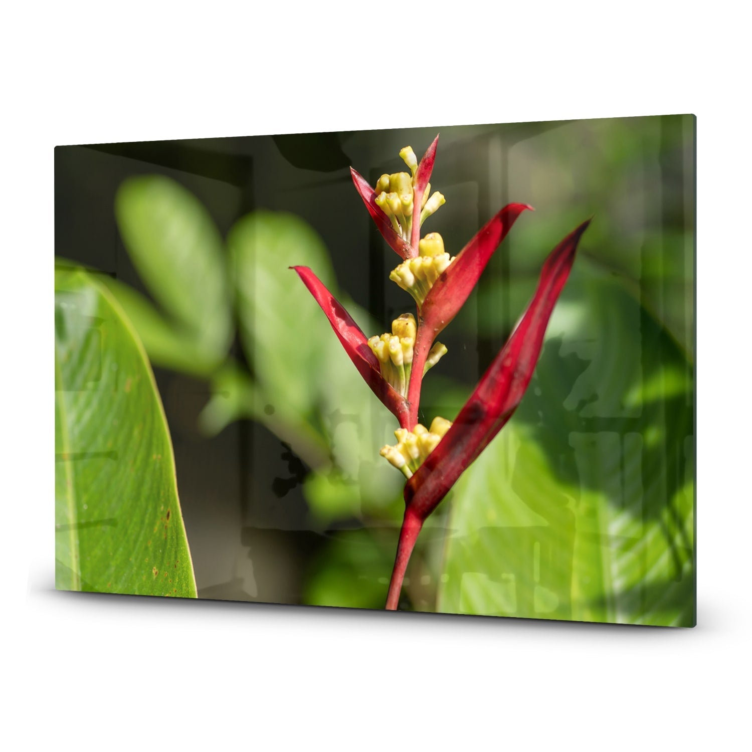 Inductiebeschermer - Gehard Glas - Heliconia Collinsiana