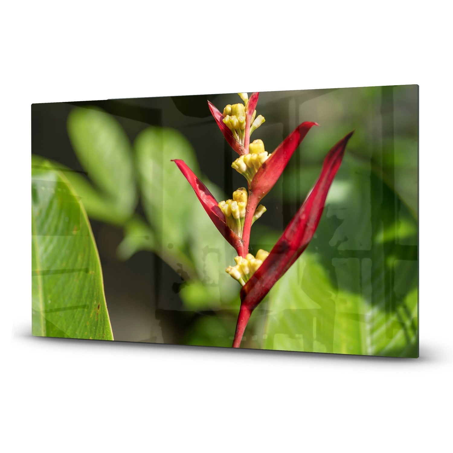 Inductiebeschermer - Gehard Glas - Heliconia Collinsiana