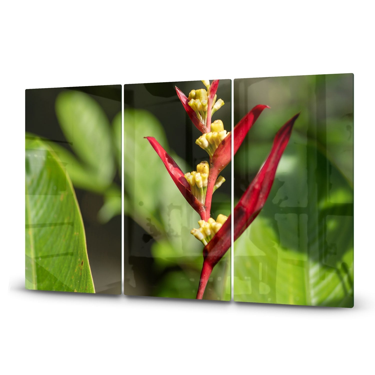 Inductiebeschermer - Gehard Glas - Heliconia Collinsiana