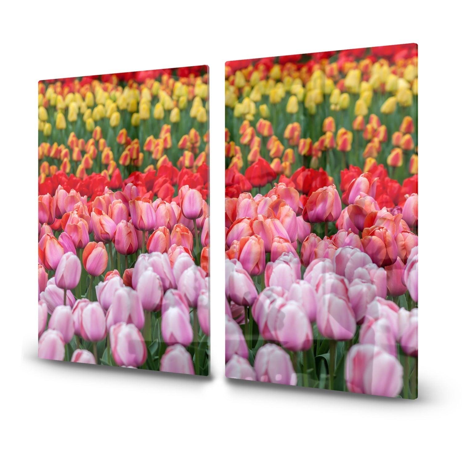 Inductiebeschermer - Gehard Glas - Tulpenveld in Lisse