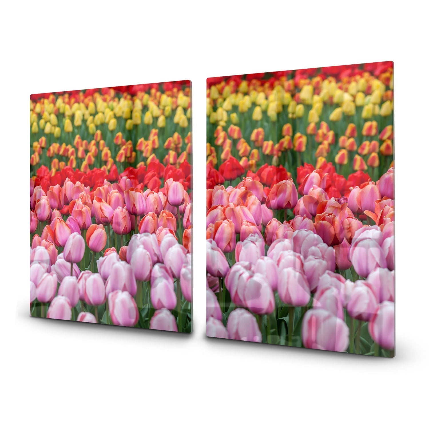 Inductiebeschermer - Gehard Glas - Tulpenveld in Lisse