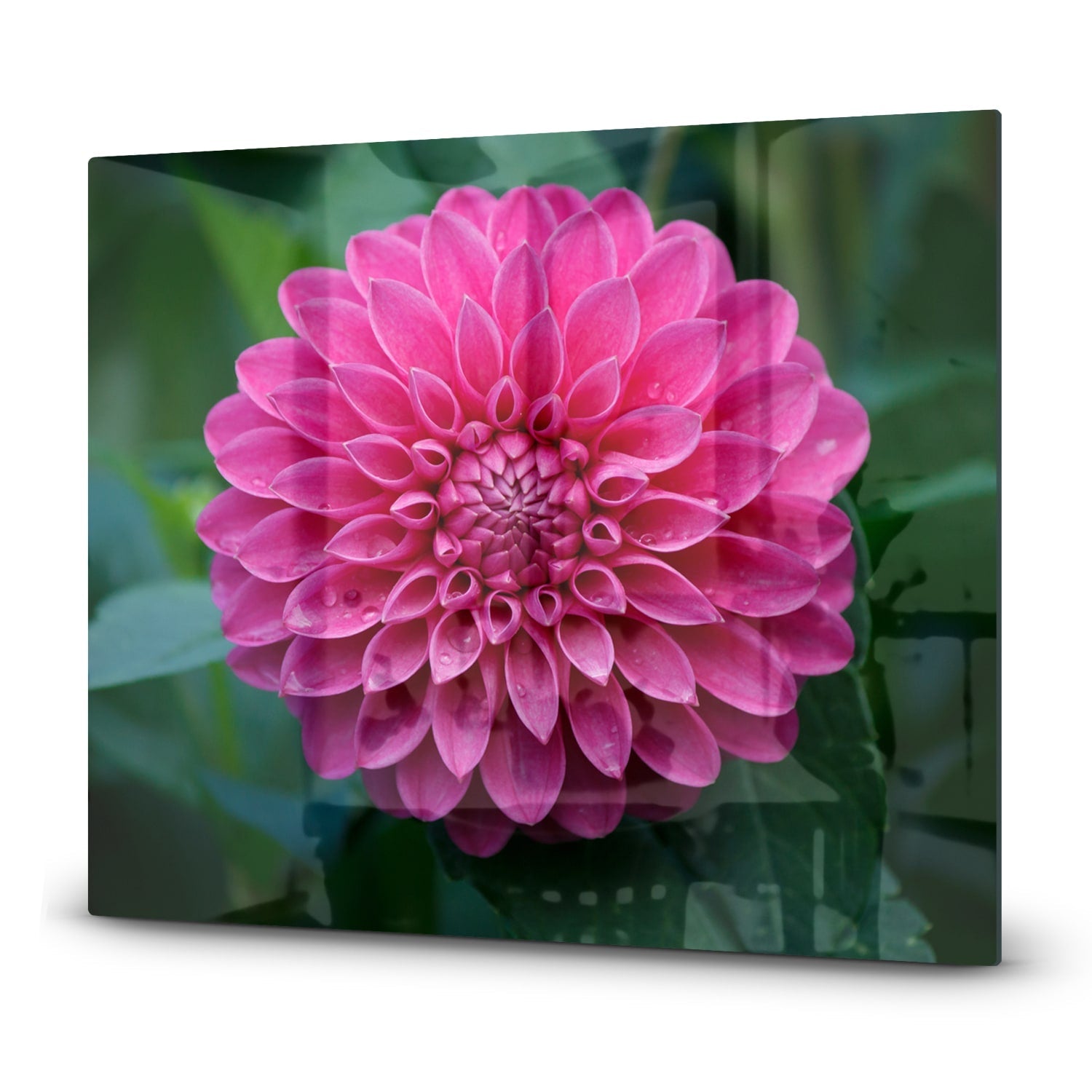 Inductiebeschermer - Gehard Glas - Roze Dahlia