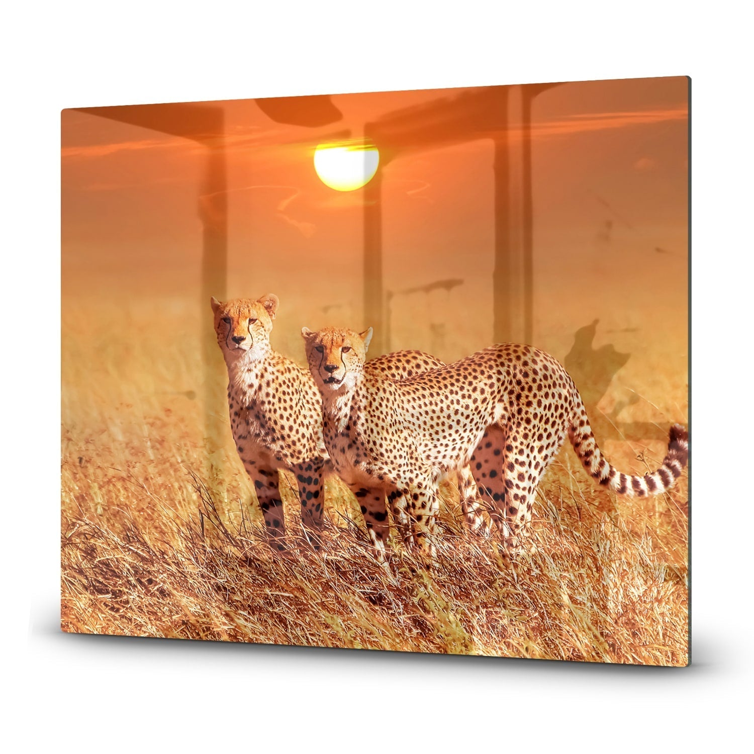 Inductiebeschermer - Gehard Glas - Twee Cheetahs