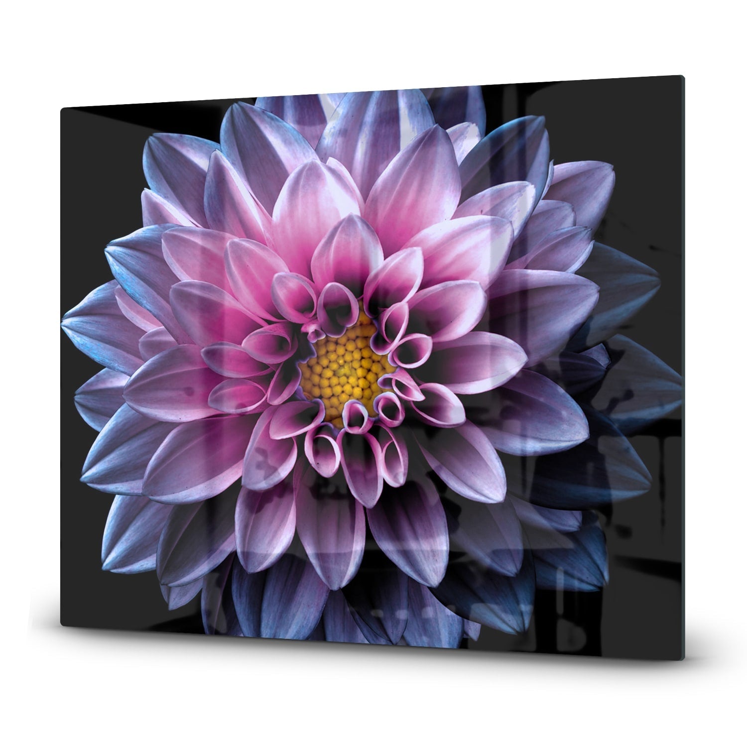 Inductiebeschermer - Gehard Glas - Blauw/Roze Dahlia