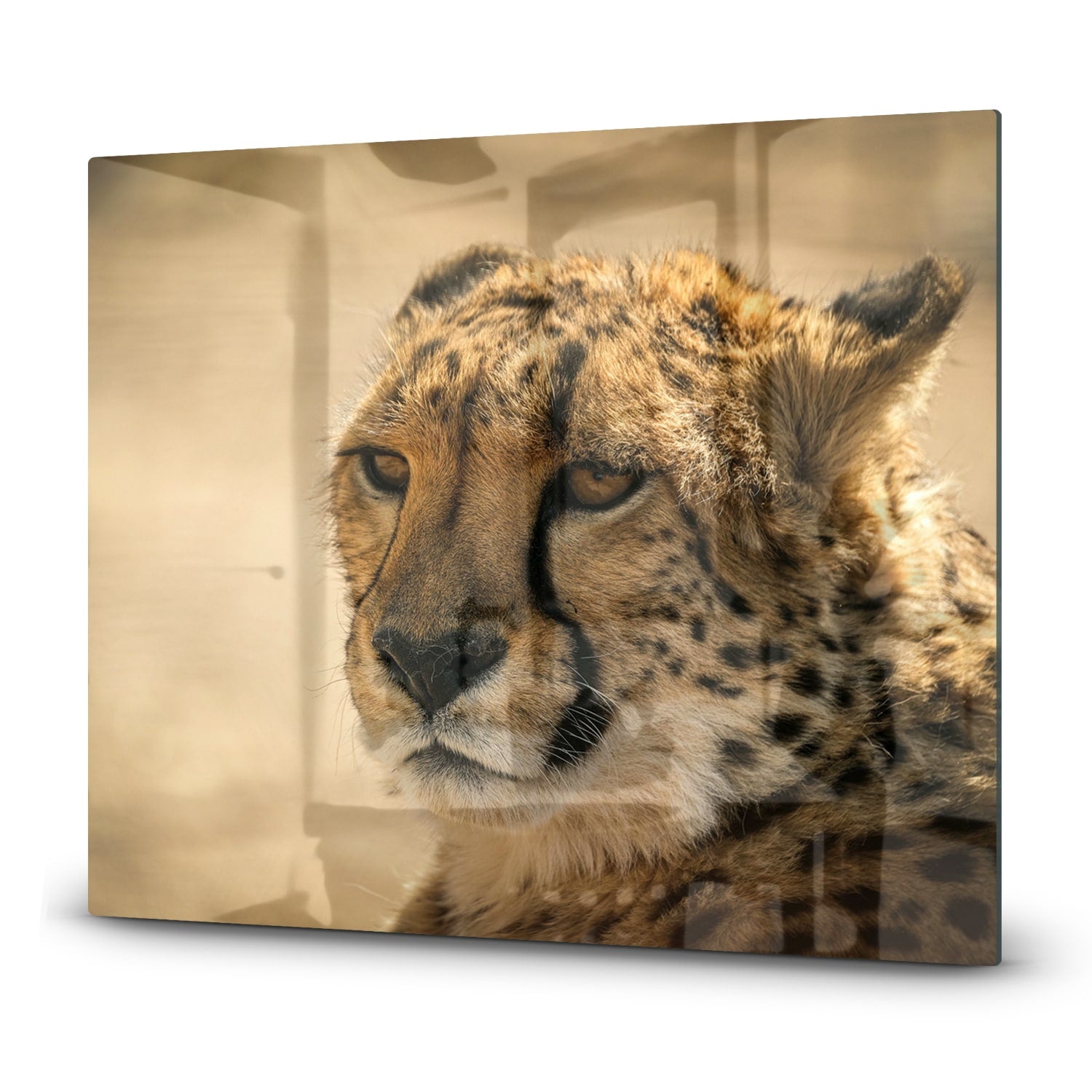 Eigen Afmeting - Inductiebeschermer - Gehard Glas - Cheetah Close-up