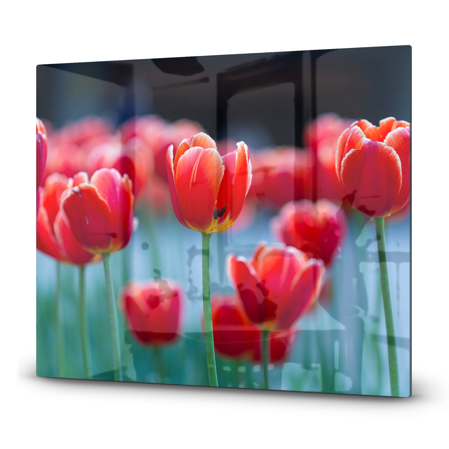 Inductiebeschermer - Gehard Glas - Rode Tulpen