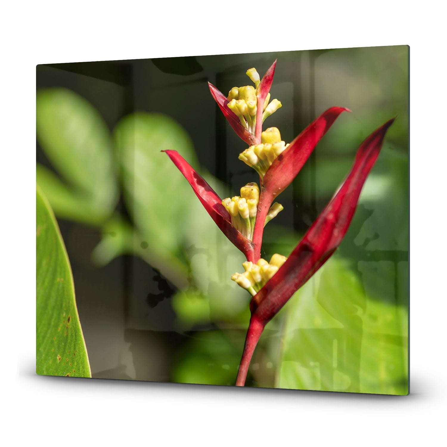 Eigen afmeting - Inductiebeschermer - Gehard Glas - Heliconia Collinsiana