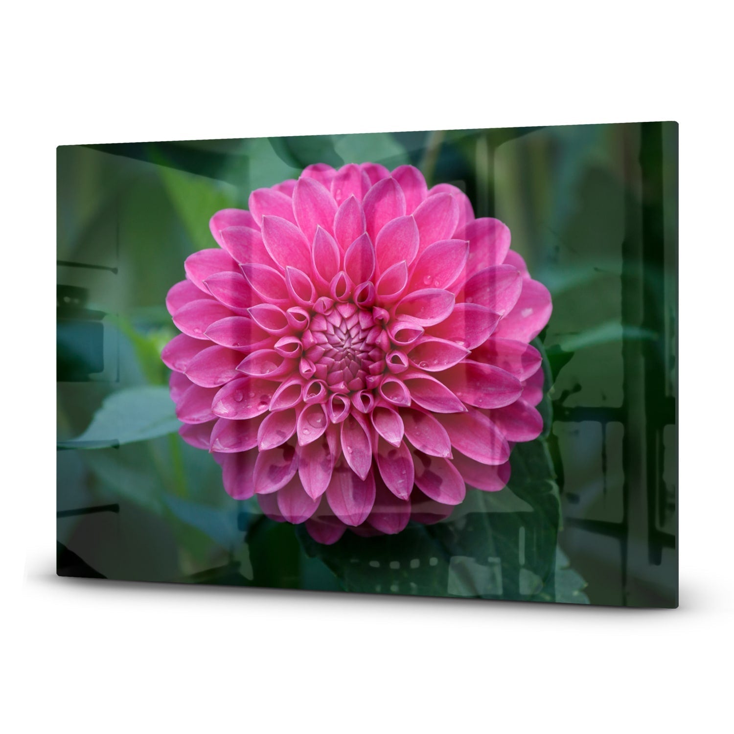 Inductiebeschermer - Gehard Glas - Roze Dahlia