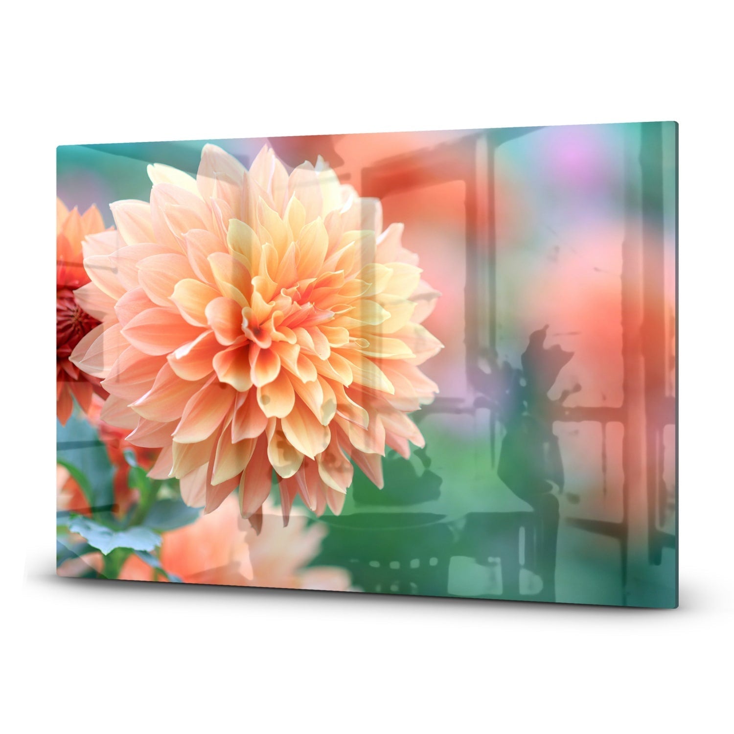 Inductiebeschermer - Gehard Glas - Roze/Gele Dahlia