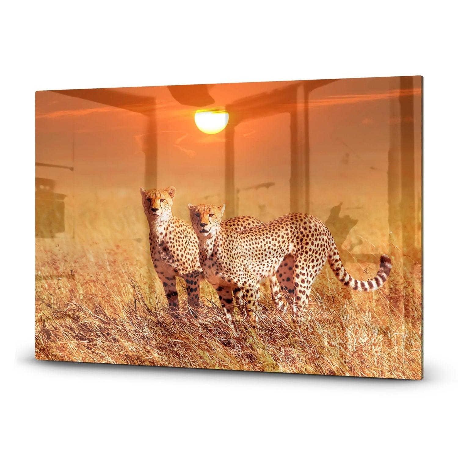 Inductiebeschermer - Gehard Glas - Twee Cheetahs