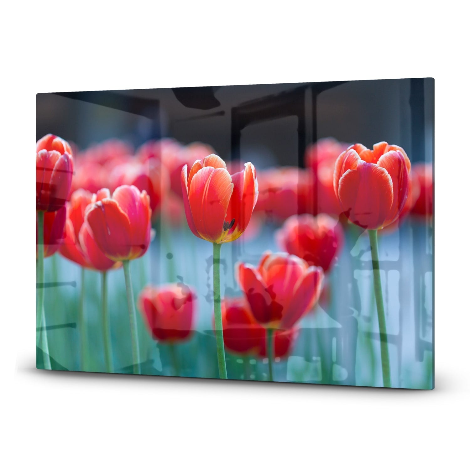 Inductiebeschermer - Gehard Glas - Rode Tulpen